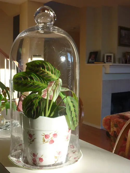 Small Terrarium Plants 26