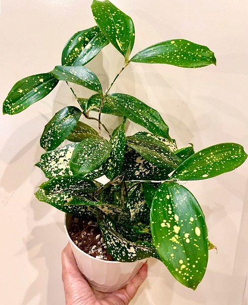 Japanese Laurel Care Indoors | Gold Dust Plant Growing Guide 3
