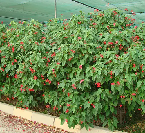 lovely Florida's Finest Plants for Privacy