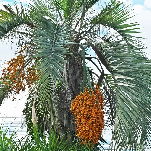 top List of Best Palm Fruits