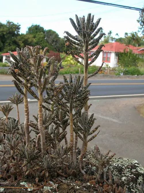 Amazing Best Tall Succulents 32