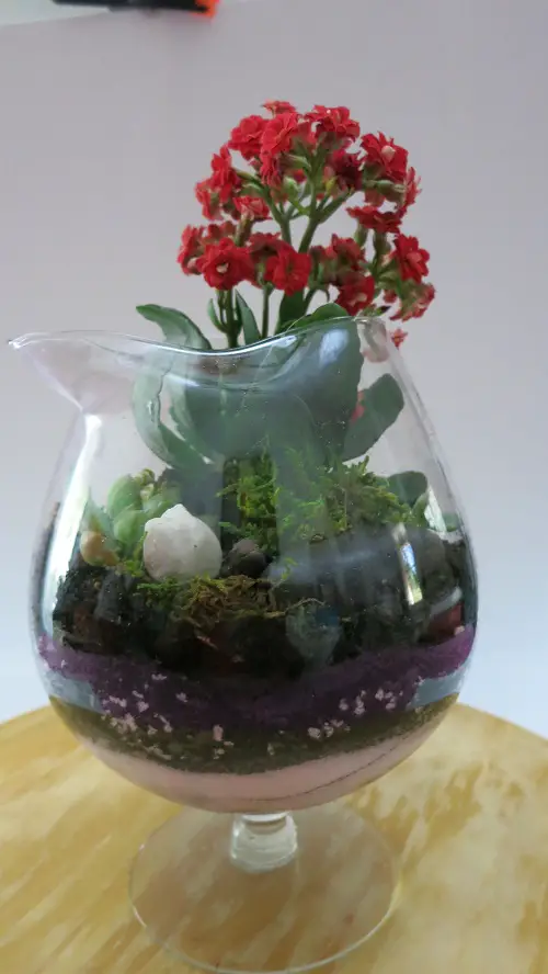 Plants for Indoor Terrarium in glass