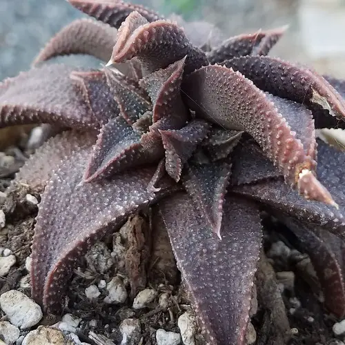 best Most Expensive Succulents in the World