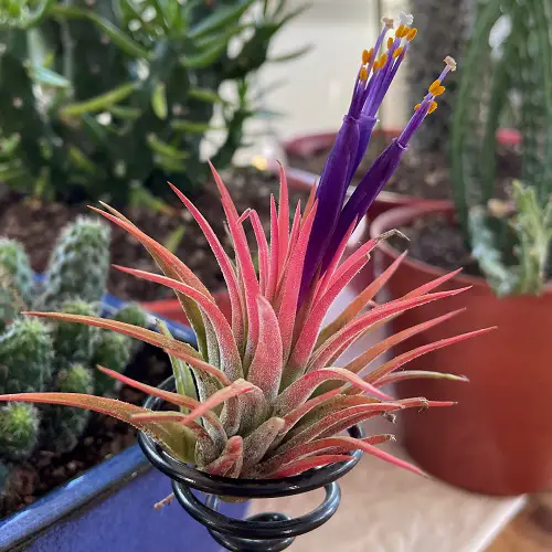 beautiful Unique Flowers that Grow Without Soil