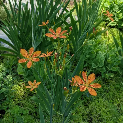 Requirements for Growing Leopard Lily Plant