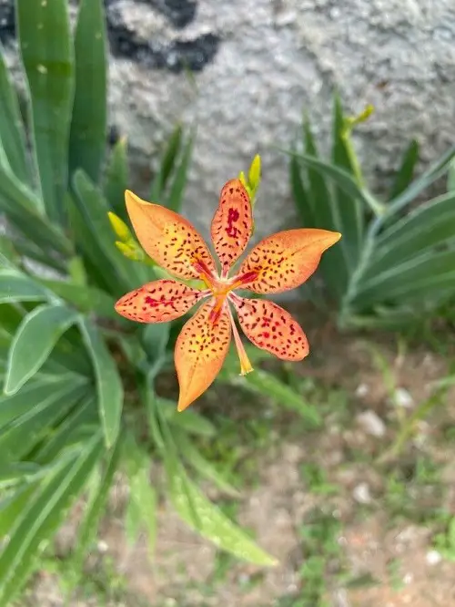 Leopard Lily Plant Care