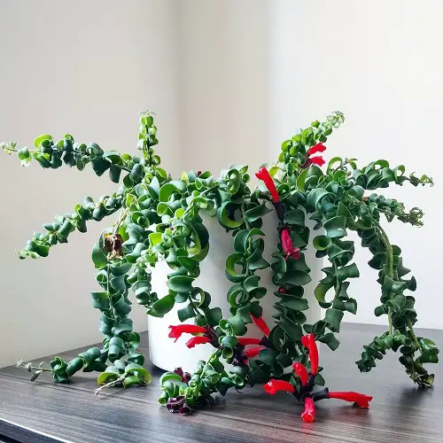Flowers You Can Grow All Winter Long Indoors