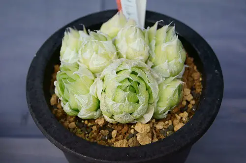 beautiful but Expensive Succulents in the World
