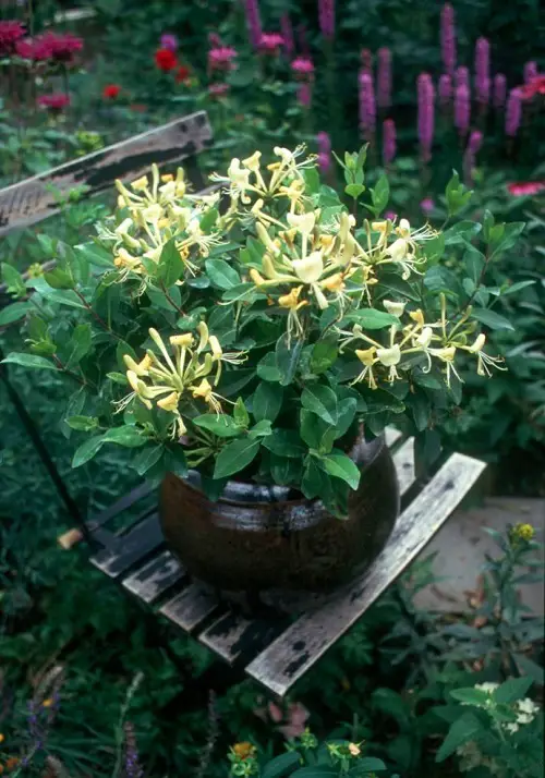 best Various Honeysuckle Varieties That You Can Grow