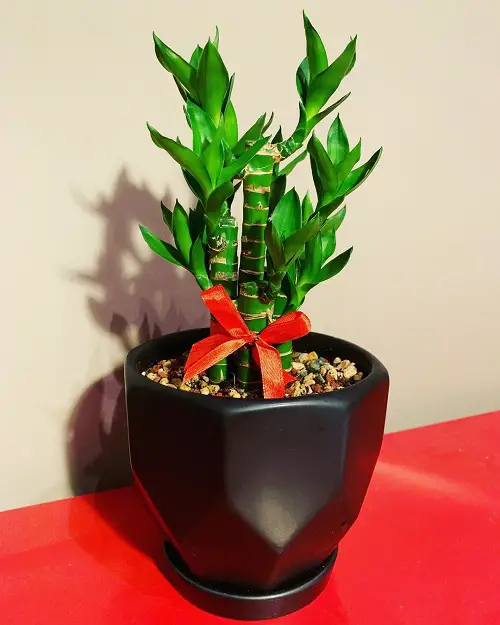 Houseplants You Can Grow on Top of a Fridge