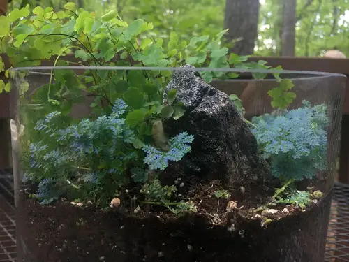 Small Terrarium Plants 9