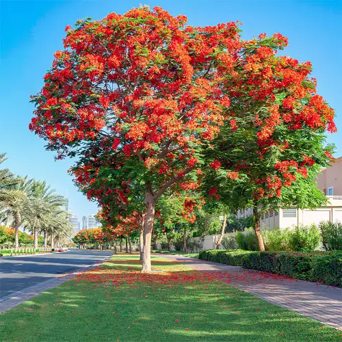 Types of Flame Trees in garden