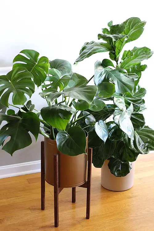 DIY Plant Risers for Indoor Plants to Make a Statement 2
