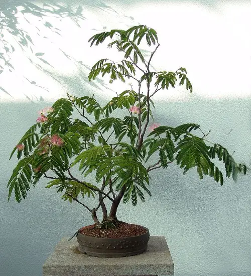 Best Mimosa Tree Bonsai Pictures2