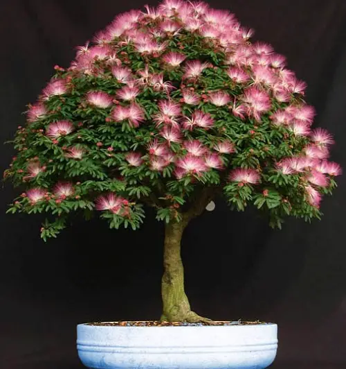 Top Images of Mimosa Tree Bonsai