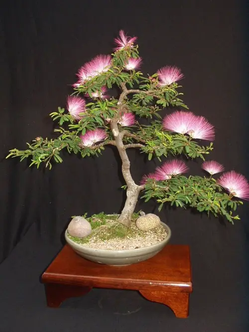 Greatest Bonsai Images of Mimosa Trees1