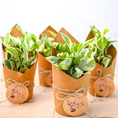 Devil's Ivy in Paper Wraps