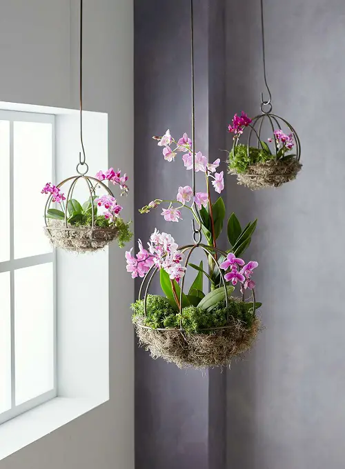 Moss Sphere Hanging Planters for Orchids