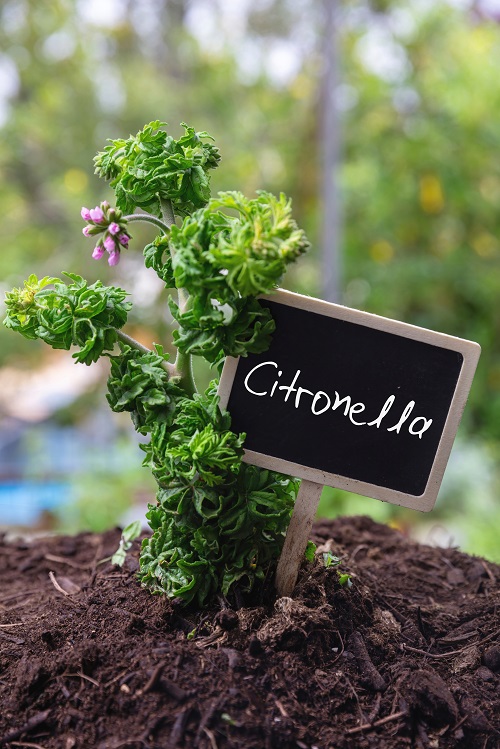 How to Grow Indoor Citronella Plant | Citronella Geranium Care Guide 1