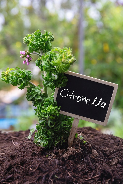 How to Grow Indoor Citronella Plant | Citronella Geranium Care Guide ...