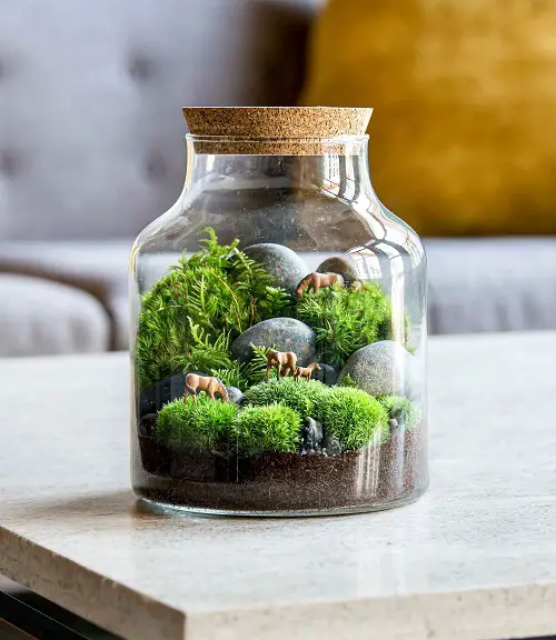 Best Terrariums Plants