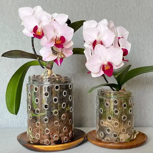 Best cut flower orchid