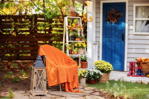 Display Mums in a Relaxing Backyard