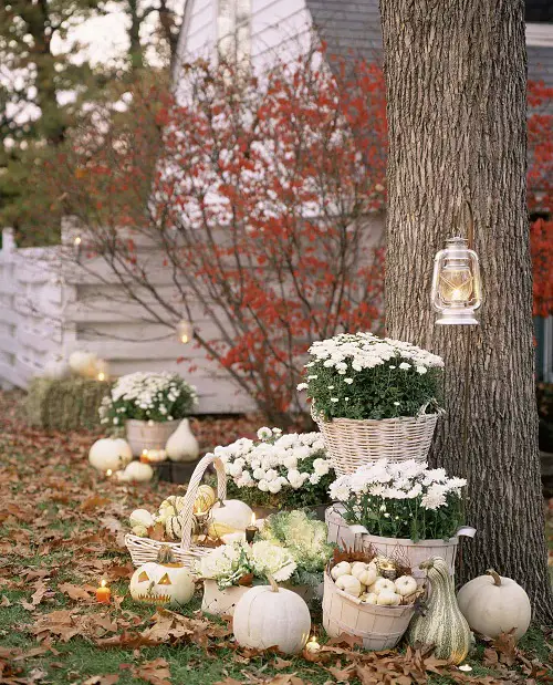 Use Garden Tree as a Backdrop for the Mums
