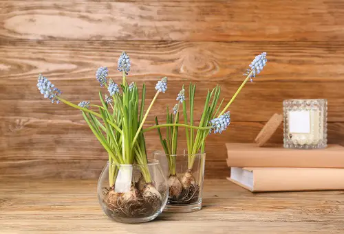 Best Bulbs to Grow in Water indoor