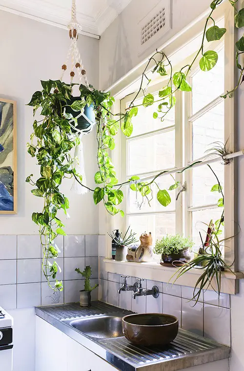 Pothos Vining Beautifully over the Kitchen Sink