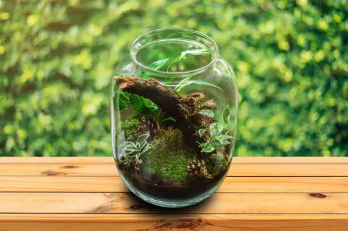 Small Terrarium Plants 6