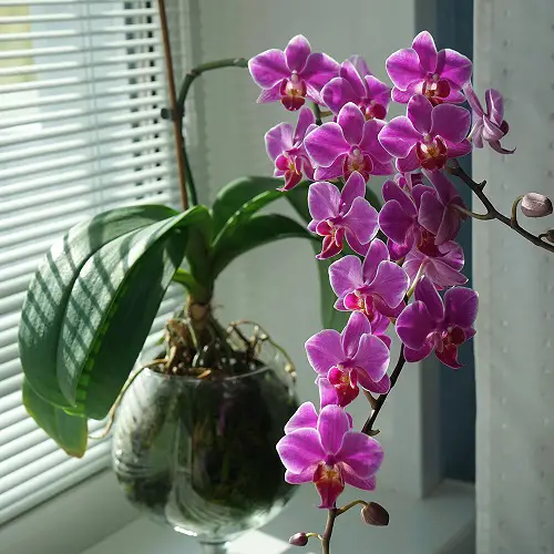 Can Orchids Grow Without Soil