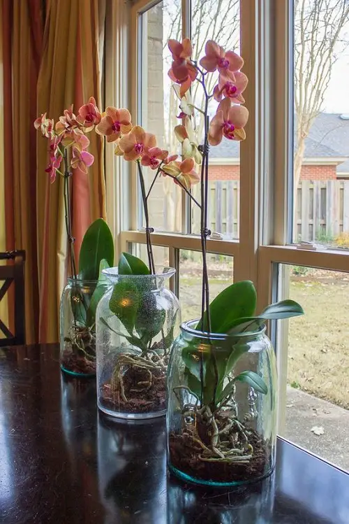 How do Orchids grow Without Soil