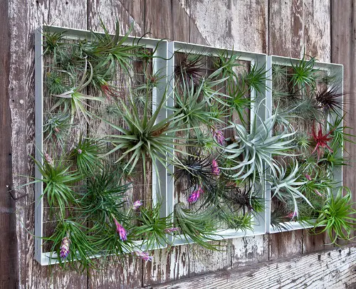 Rustic Wall Art of Air and Sky Plants