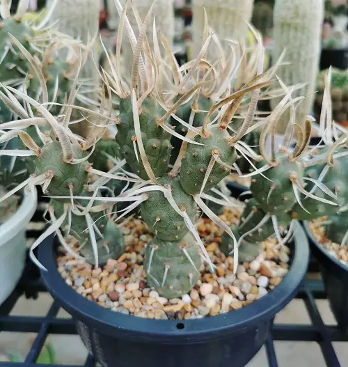 Most Expensive Succulents in the World