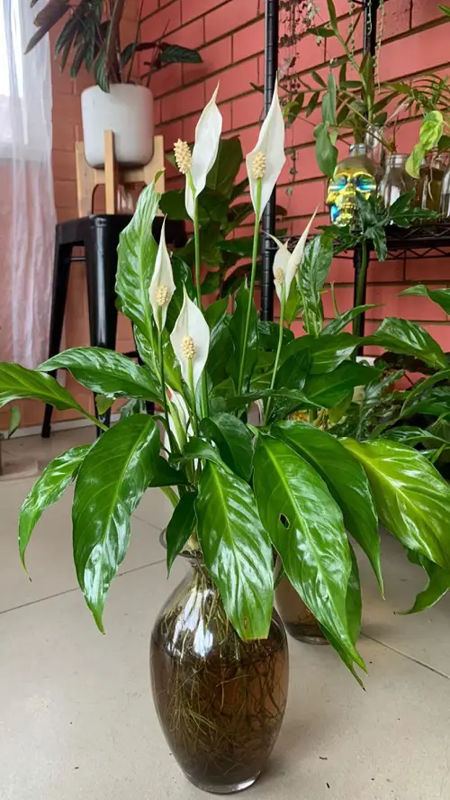 Peace Lily indoor