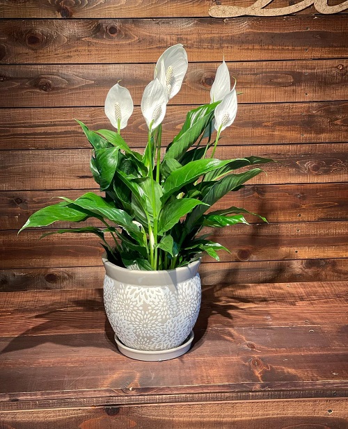 Best Indoor Plants With White Flowers 8
