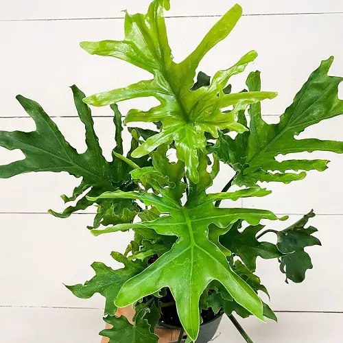Requirements for Growing Philodendron Lickety Split