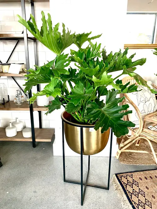 Philodendron Lickety Split Care