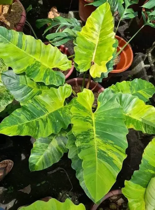 Philodendron Varieties