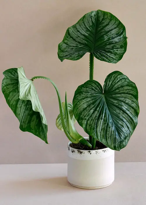  Colourful Philodendron Varieties