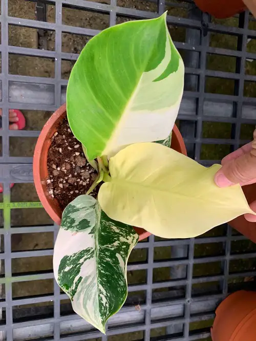 Best Variegated Philodendrons