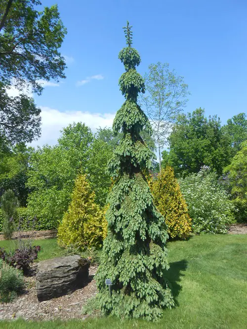Tall Skinny Trees in yard