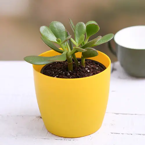 Houseplants You Can Grow from Cuttings in pot 
