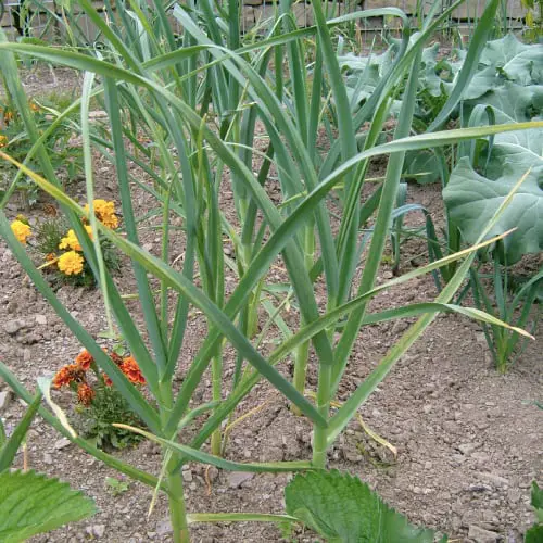 Grow Thrip Repelling Herbs