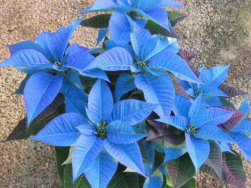 top Various Colour Photos of Poinsettia Types
