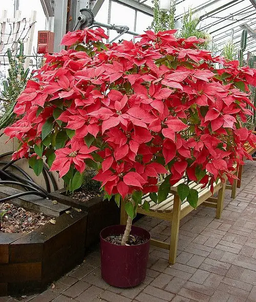 How to Grow a Big Poinsettia as a Tree