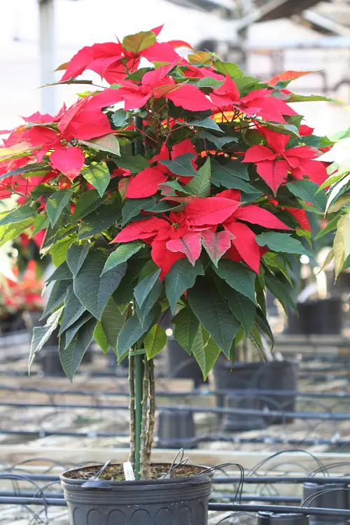 Stake The Plant at the Right Time
