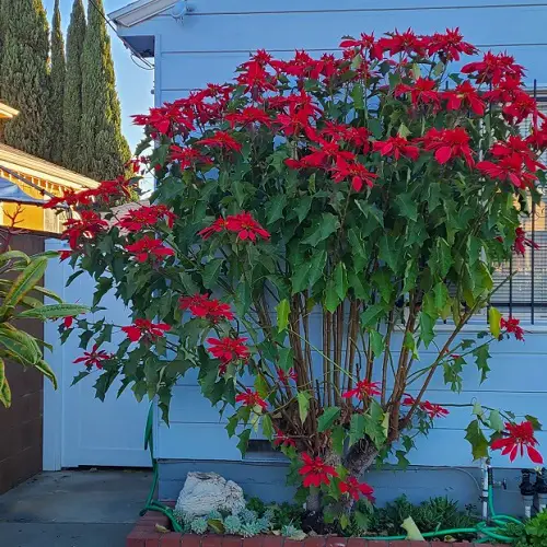 Choose the Right Poinsettia