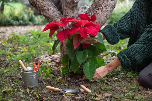 Give it a Tall Appearance by Pruning and Pinching